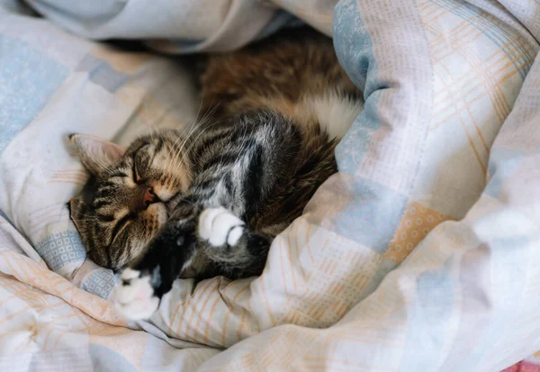 고양이는 담요에 채누워 — 스톡 사진