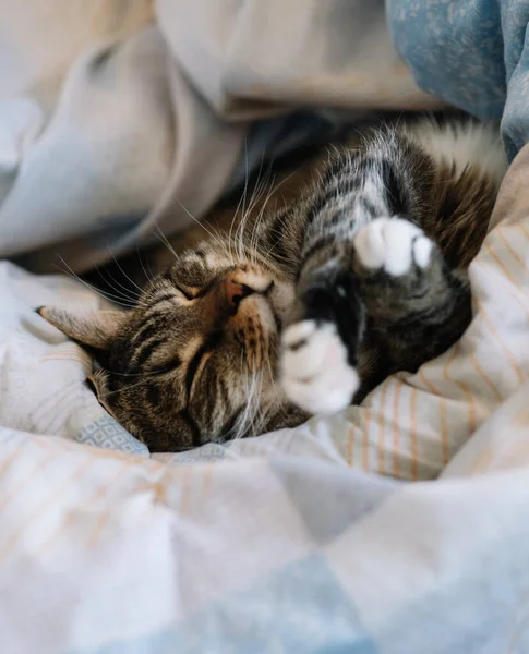 Gato Está Deitado Cama Envolto Cobertor — Fotografia de Stock