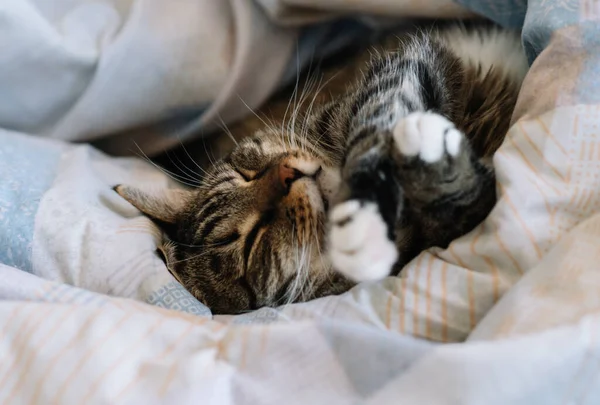 Cat Lying Bed Wrapped Blanket — Stock Photo, Image