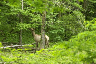 Güzel yol ormanı, büyük dumanlı dağlar, Tennessee, ABD, 