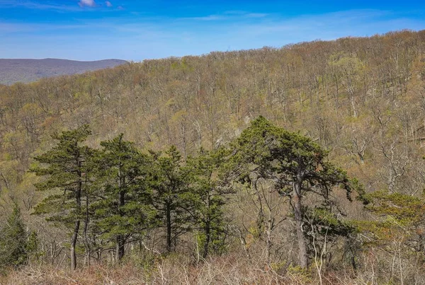 Sonsuz dağ manzarası. Tennesse 'nin güzel doğası. Usa.