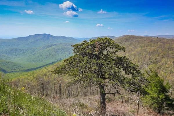 Sonsuz dağ manzarası. Tennesse 'nin güzel doğası. Usa.