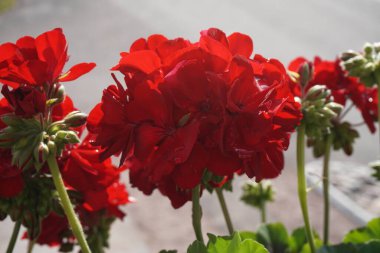 Kırmızı petunya çiçekleri, yaz zamanı.