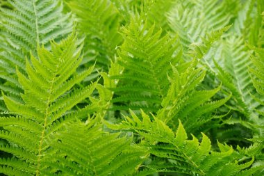 Birçok eğreltiotu bitkisi / yaprağı - yatay fotoğraf.