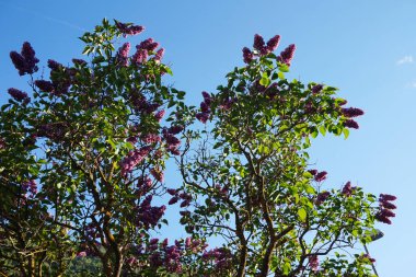 Leylak çiçekleri, arka planda gökyüzü.