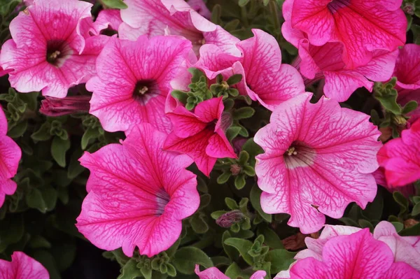 Flores Petúnias Cor Rosa Verão — Fotografia de Stock