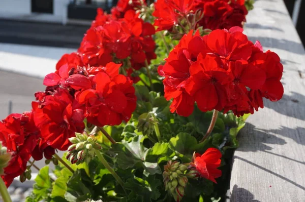 Red Petunia Flowers Summertime — Stock Photo, Image