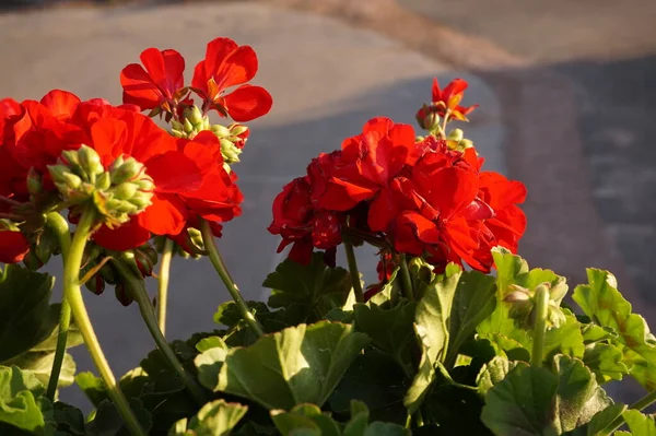 Flores Petúnia Vermelhas Verão — Fotografia de Stock