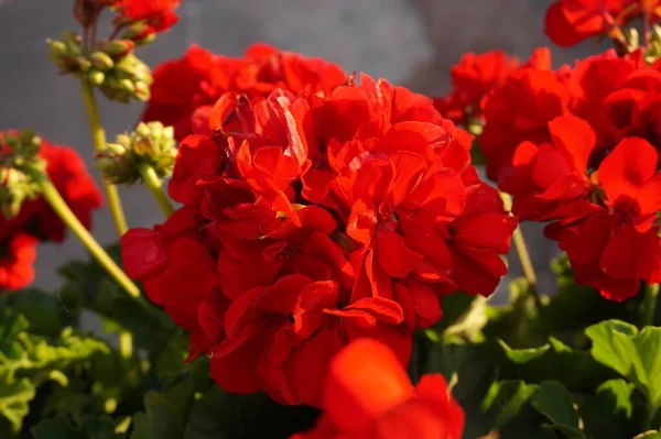 Fleurs Pétunia Rouge Été — Photo
