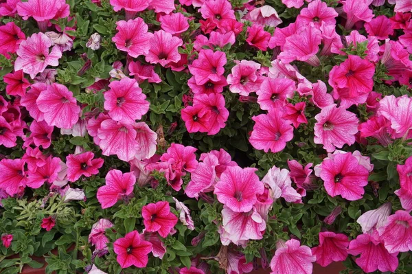 Pink Petunia Flowers Summertime — Stock Photo, Image