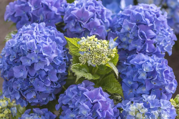 Bloeiende Blauwe Hortensia Close — Stockfoto