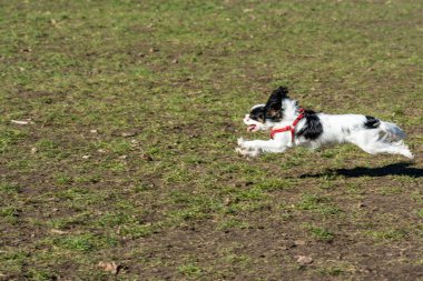 Köpek parkta oynuyor.