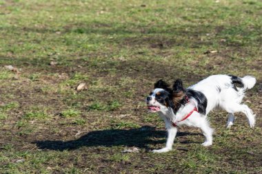 Köpek parkta oynuyor.