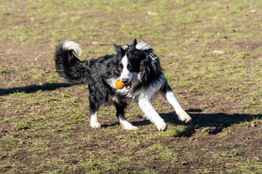 Köpek parkta oynuyor.