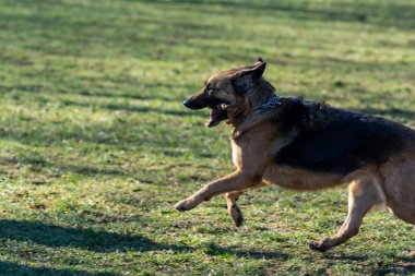 Köpek parkta oynuyor.