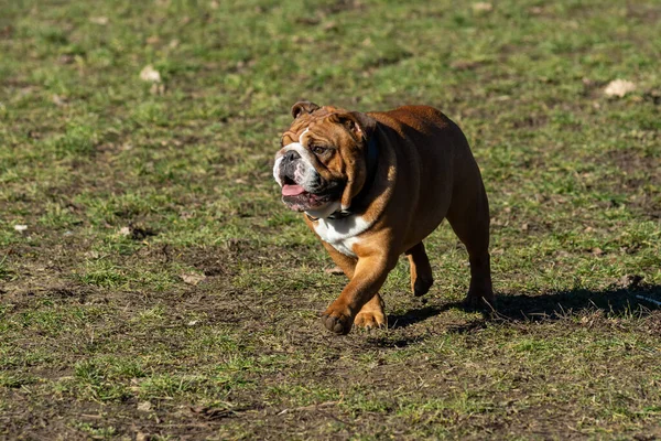 Köpek Parkta Oynuyor — Stok fotoğraf