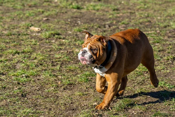 Köpek Parkta Oynuyor — Stok fotoğraf