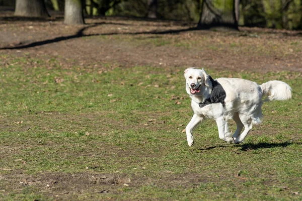 公園で遊んでいる犬は — ストック写真