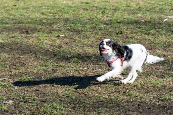 Hond Spelen Het Park — Stockfoto