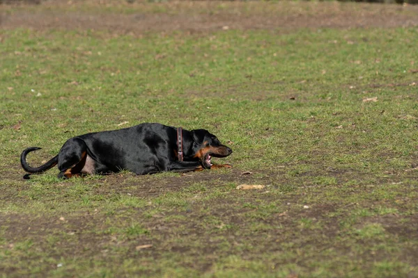 Köpek Parkta Oynuyor — Stok fotoğraf