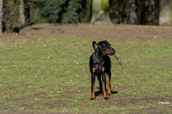 Köpek Parkta Oynuyor — Stok fotoğraf