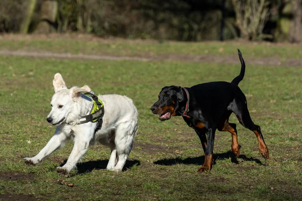 Köpek Parkta Oynuyor — Stok fotoğraf