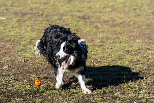 公園で遊んでいる犬は — ストック写真