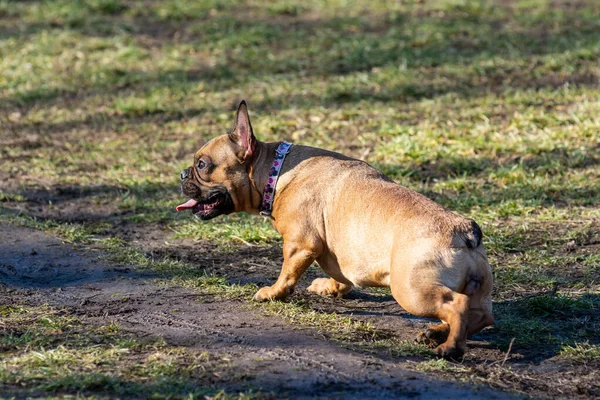 Pies Bawiący Się Parku — Zdjęcie stockowe
