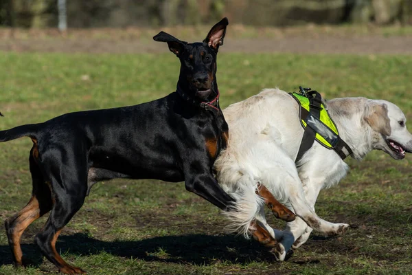 Köpek Parkta Oynuyor — Stok fotoğraf