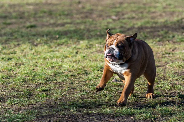 Köpek Parkta Oynuyor — Stok fotoğraf