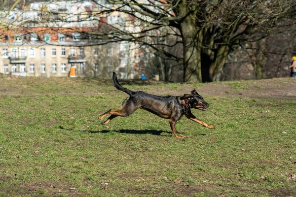 Köpek Parkta Oynuyor — Stok fotoğraf