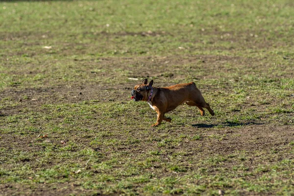 Dog Playing Park — Stock Photo, Image