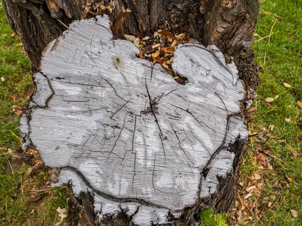 La consistenza della superficie di taglio dell'albero . — Foto Stock