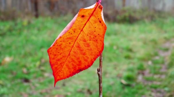 Samotny Czerwony Jesienny Liść Gałąź Drzewo Wiatr Wieje — Wideo stockowe