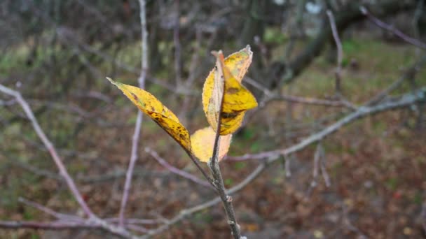 Ağaç Dalında Sarı Sonbahar Yaprağı Rüzgâr Esiyor — Stok video