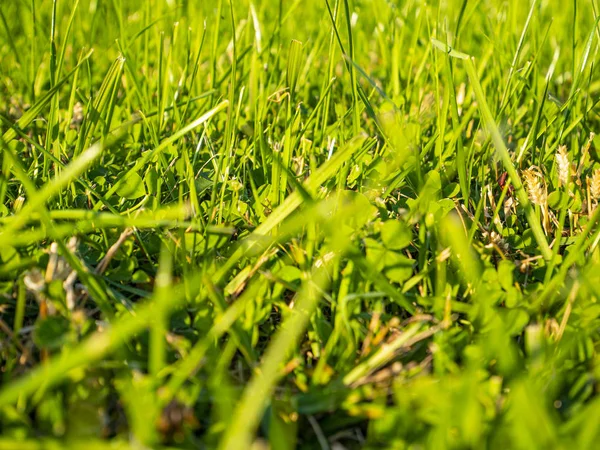 Green grass in the sun.