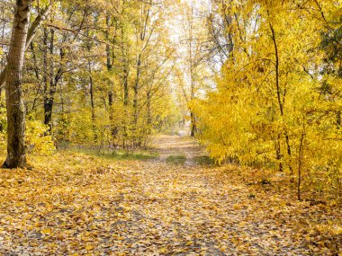 Kamu parkında sonbahar yaprakları.