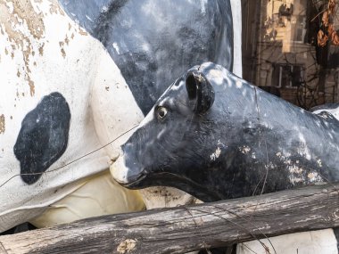 Yazmak için yeri olan çiftlik hayvanı ineğinin başı..