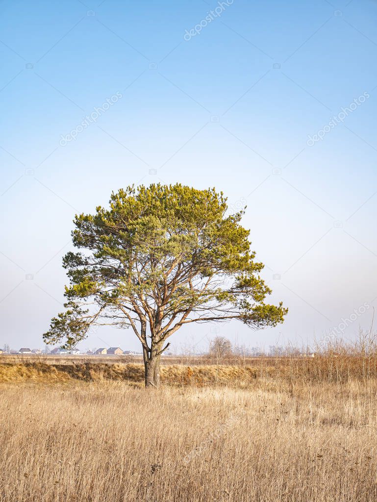 Lonely standing pine tree in the field.