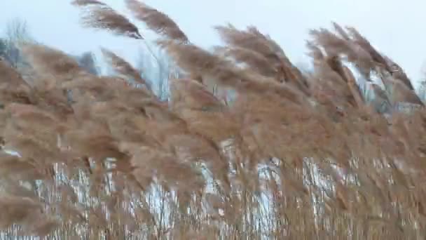 Ξηρά Καλάμια Λικνίζονται Στον Άνεμο Στη Λίμνη Χειμώνα Εικόνα Φόντου — Αρχείο Βίντεο