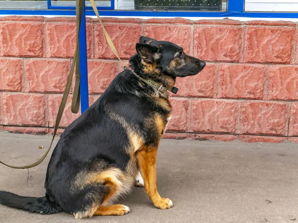 Dog waiting for the owner on a leash near the store. — Stock Photo, Image