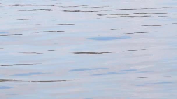Επιφάνεια Του Νερού Του Ποταμού Δνείπερου Βίντεο — Αρχείο Βίντεο