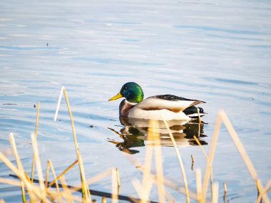 Suda yüzen ördek yavrusu. Dnepr Nehri. Hayvanlar Dünyası. Arkaplan resmi. Zooloji. Metin için yer.