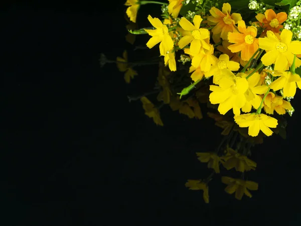 Żółte Kwiaty Czarnym Tle Odbiciem Obraz Tła Dzień Matki Walentynki — Zdjęcie stockowe