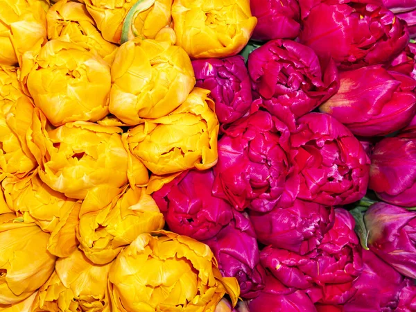 Festlicher Strauß Aus Gelben Und Rosa Tulpen Hintergrundbild Muttertag Valentinstag — Stockfoto