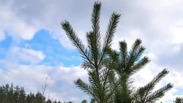 Ветви соснового леса на фоне неба . — стоковое видео