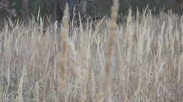 Tráva na suchém poli se houpe ve větru. — Stock video