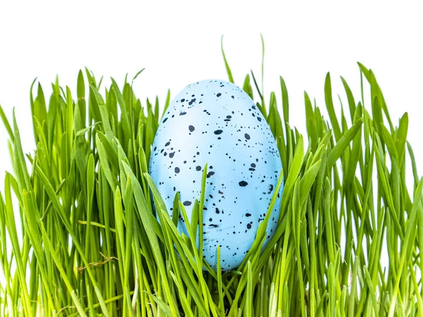 Colored easter egg in green grass on a white background. Easter. Religion. The culture. Place for text. Background image.