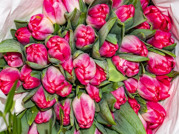 母の日のための赤いチューリップの花の祭りの花束 母の日 バレンタインデー 誕生日だ ブライダルブーケ 贈り物だ テキスト用の場所 背景画像 — ストック写真