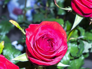 Kırmızı bir gülün çiçek buketi. Anneler Günü. Doğum günü. Gelin buketi. Anma Günü. Uluslararası Kadınlar Günü. Mesaj için yer. Arkaplan resmi. Reklamcılık. Hediye.